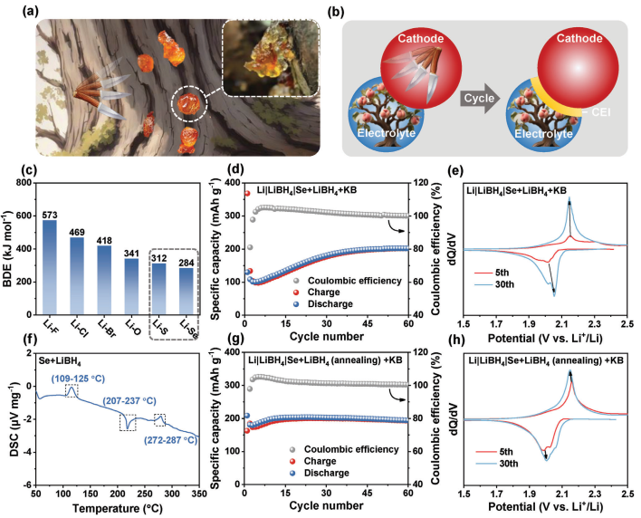 图1. 类CEI固体电解质的概念。a）桃胶的形成机理；b）CEI与桃胶形成过程的相似性；c）正极中常见的非金属元素及其与Li的BDE；Li|LiBH4|Se+LiBH4+KB的d）循环性能和e）dQ/dV曲线；f）Se+LiBH4的DSC曲线；Li|LiBH4|Se+LiBH4（退火）+KB的g）循环性能和h）dQ/dV曲线。